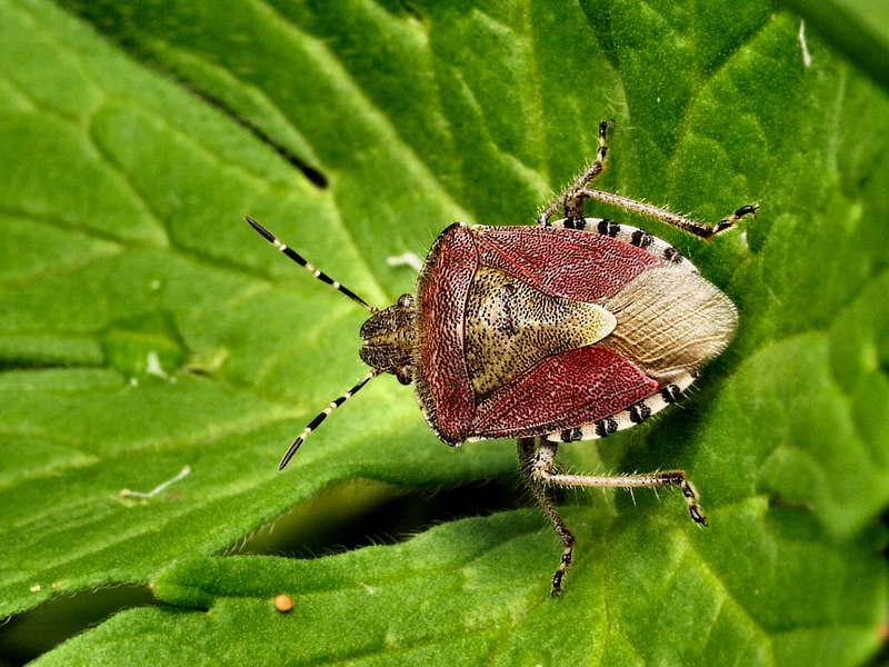 colycoris baccarum-01.jpg